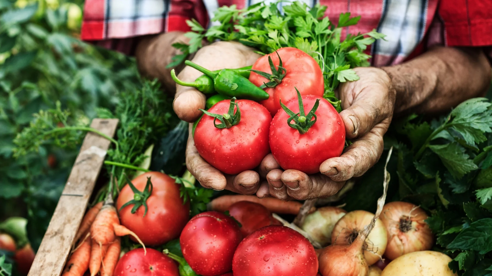 Сезонът наближава - ето какво трябва да знаем за засаждането на домати