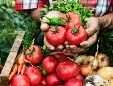 Сезонът наближава - ето какво трябва да знаем за засаждането на домати