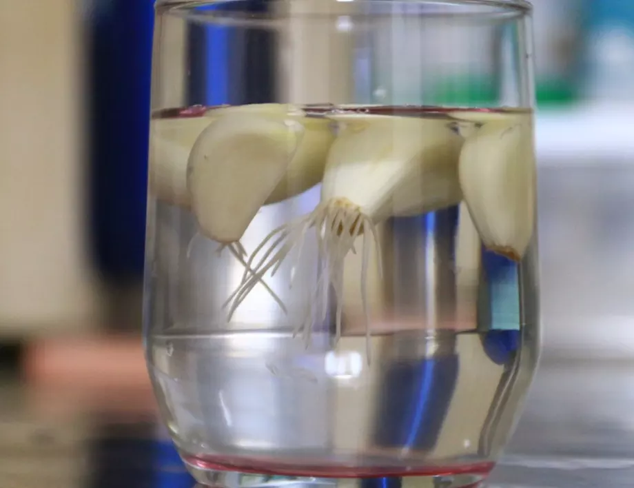 Лекар съветва да пиете вода с чесън, ето защо