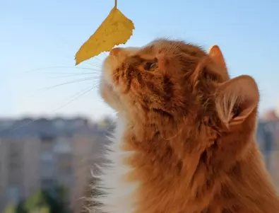 Трябва ли да се притеснявате, ако котката ви яде растения?