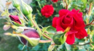 Виц на деня: Мъж с голяма синина под окото влиза в цветарски магазин