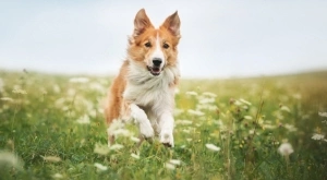 Вечерен виц: Пациент вързал с връвчица една тухла и взел да я влачи