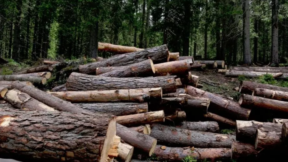 Еколози: Отказът от руския газ е опасност за горите в Европа
