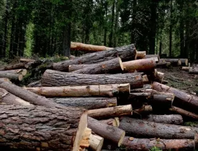 Общините информират за новите правила за добив на дърва