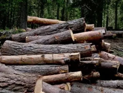 Как действа дървената мафия в Румъния? Злокобно