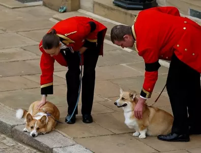 Като Хачико: Кучетата на кралица Елизабет II скърбяли за нея повече от година