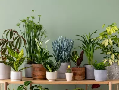 Ето ТАКА ще спасите стайните си растения, дори в най-студените месеци