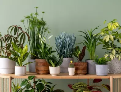 Най-подходящите и здравословни растения, които задължително трябва да имате в дома си