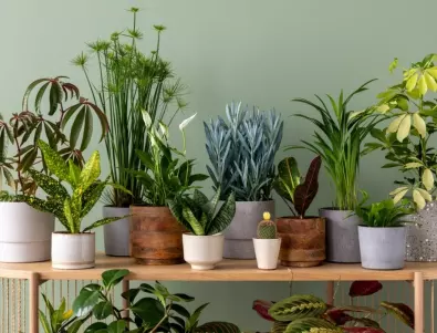 Малки стайни растения, подходящи за вашия дом
