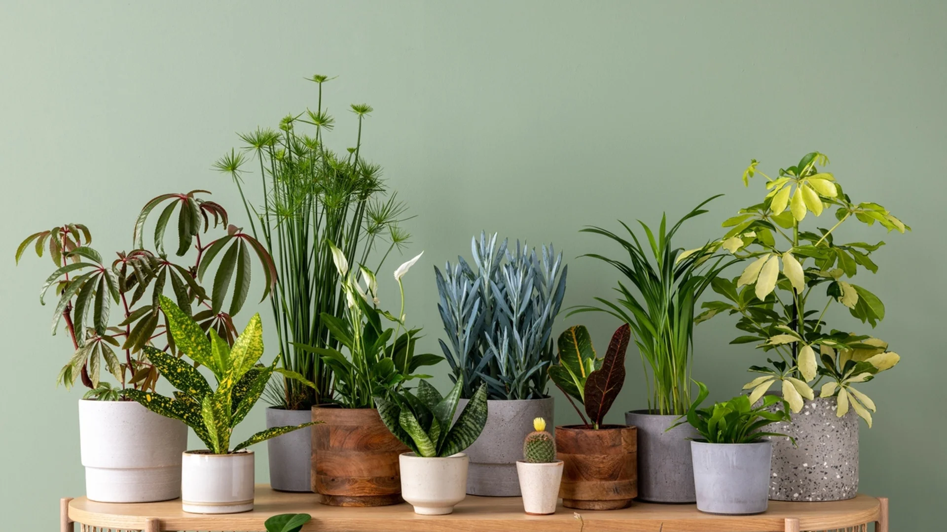 От колко светлина имат нужда вашите стайни растения?