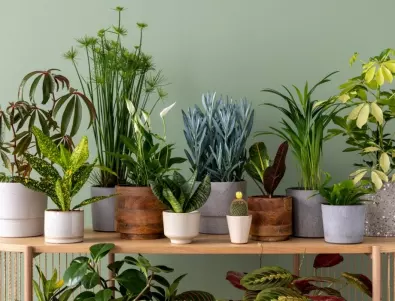 От колко светлина имат нужда вашите стайни растения?