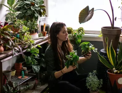 Не ги оставяйте да замръзнат: Как да съхраните саксийните растения за зимата?