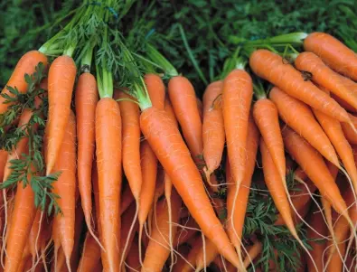 Защо опитните градинари винаги вадят морковите вечер?
