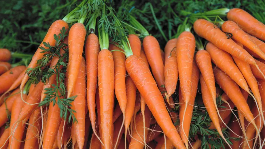 Защо опитните градинари винаги вадят морковите вечер?