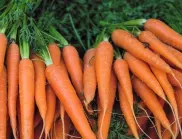 Кога да съберете реколтата от моркови? Градинарите съветват