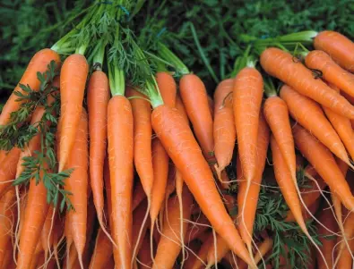 Морковите ще станат по-едри и сладки от всякога, ако ги полеете с това