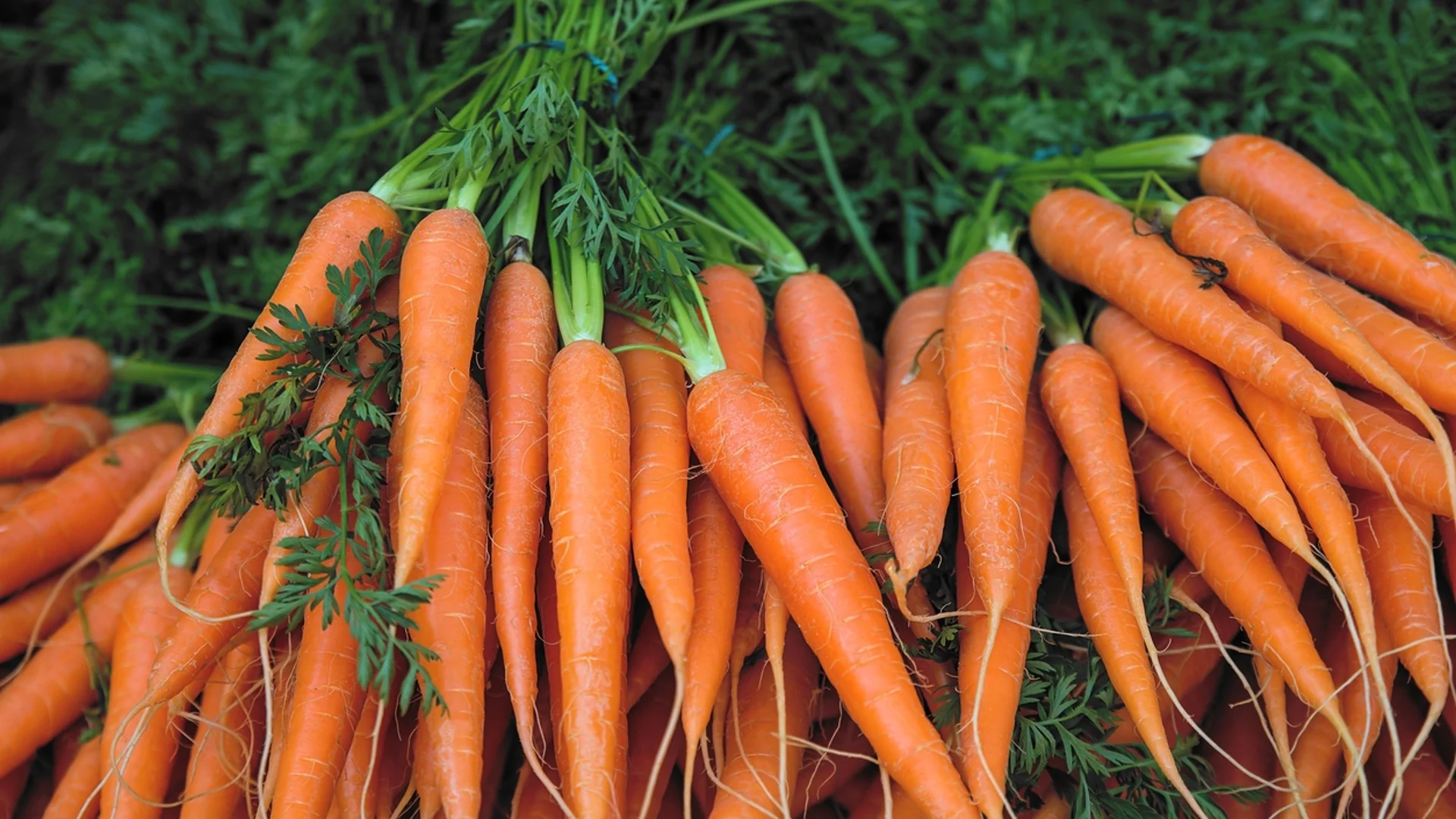 Богата реколта от едри и вкусни моркови - този разтвор е тайната на опитните градинари