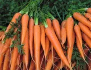 Засаждане на моркови - сложете това в лехата, за да растат едри и здрави