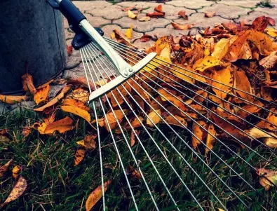 Ползи от падналите листа в градината: Стъпки за създаване на листна плесен