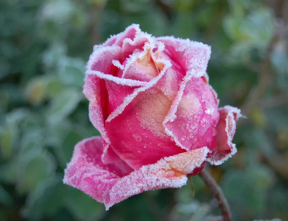 Покриване на розите против замръзване през зимата