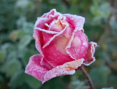 Правила за зимуване на рози: Как и кои сортове трябва да бъдат покрити преди студа?