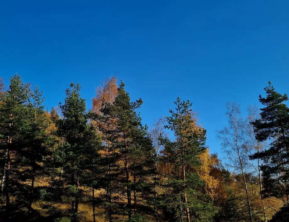 Хиляди млади дръвчета ще попълнят "Боровата гора" в Стара Загора