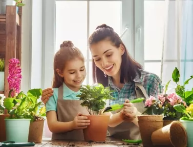 3 неща, които трябва да направите, за да поддържате щастливи стайните си растения
