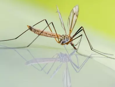Военният министър на Украйна: Мобилизираме 300 хил. комари срещу московитите