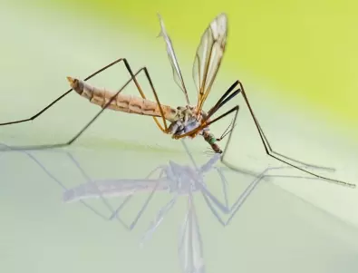 Руснаците ги е страх от американски комари, идващи с дронове (ВИДЕО)