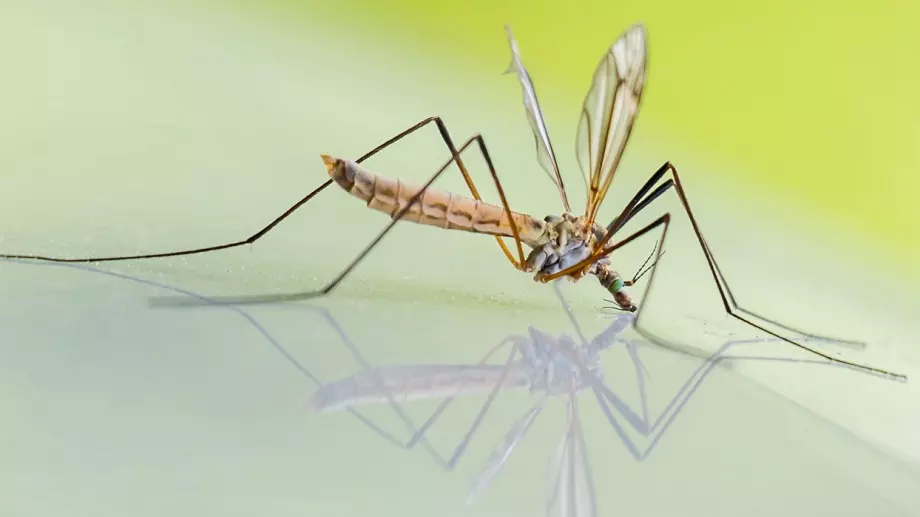 Руснаците ги е страх от американски комари, идващи с дронове (ВИДЕО)