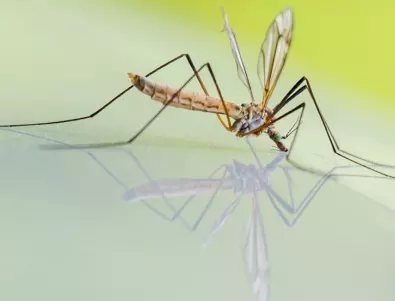 Община Елин Пелин също взима мерки срещу комарите