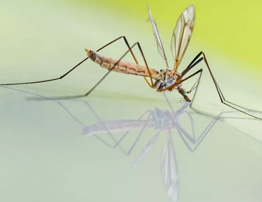 Община Елин Пелин също взима мерки срещу комарите
