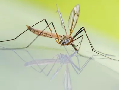 Как да се отървете от комарите без репелент от магазина?