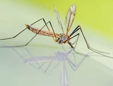 Отблъснете досадните комари от градината с тези лесни трикове