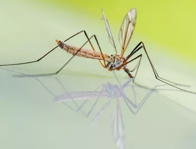 Община Стара Загора ще извърши допълнителна обработка против комари