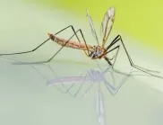 Третират 20 тревни площи в Ивайловград срещу комари