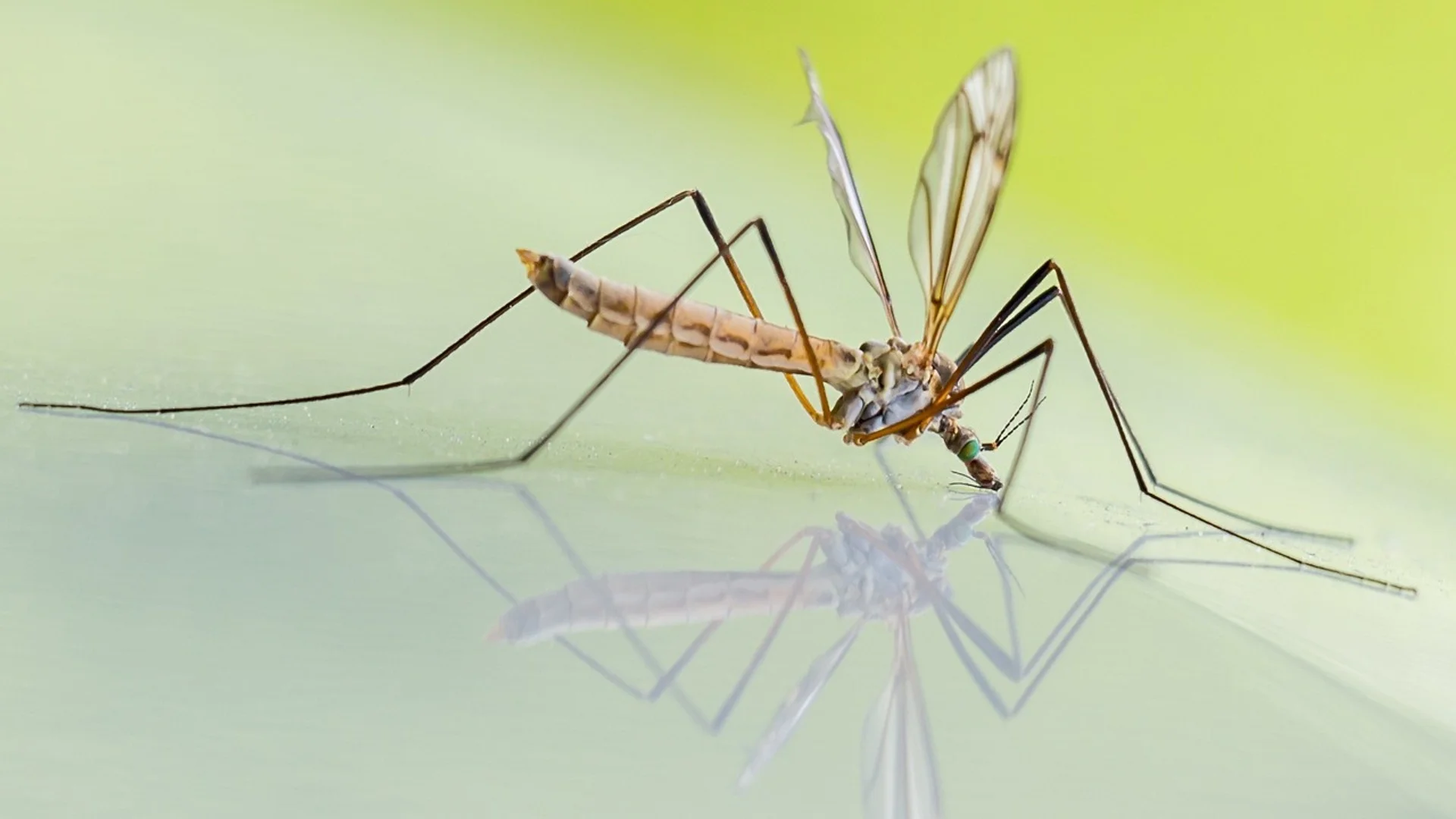 Кои комари се хранят с кръв и кои не?