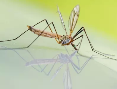 Кои комари се хранят с кръв и кои не?