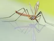 Комарите в Гърция подраниха