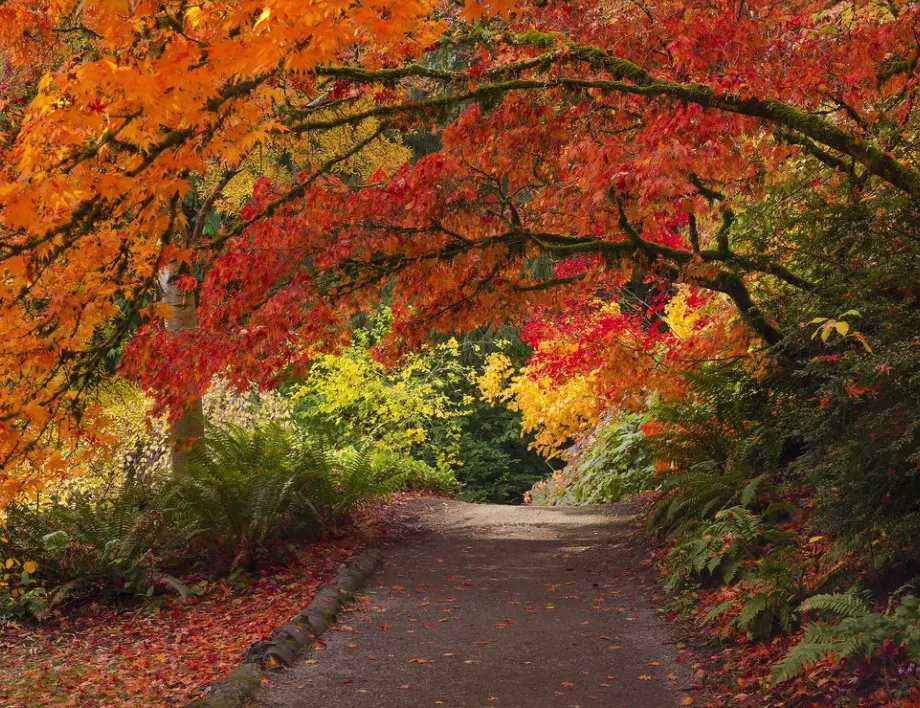 ТЕЗИ дървета зашеметяват с красотата си през есента