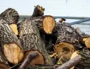 Глобиха трима в Монтанско за незаконно добити дърва