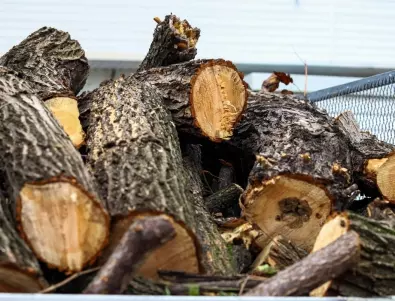 Разрешиха до 15 кубика дърва на домакинство за зимата