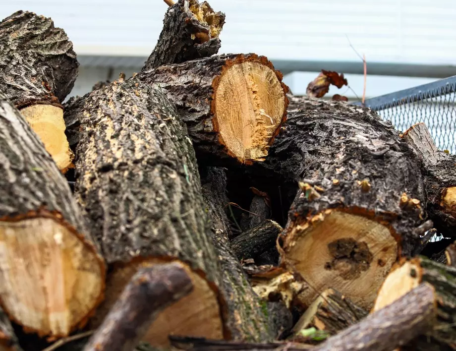 Има ли достатъчно дърва за зимата? Отговорът на властите