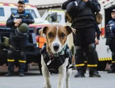Украинско четириного стана първото в света Куче на добра воля на УНИЦЕФ (СНИМКА)