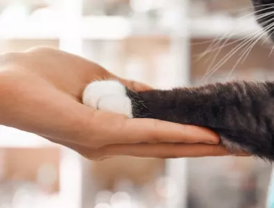 Учени разкриха какво се случва с кръвното на хората, които имат котки