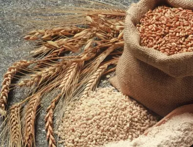 Каква е разликата между жито и пшеница?