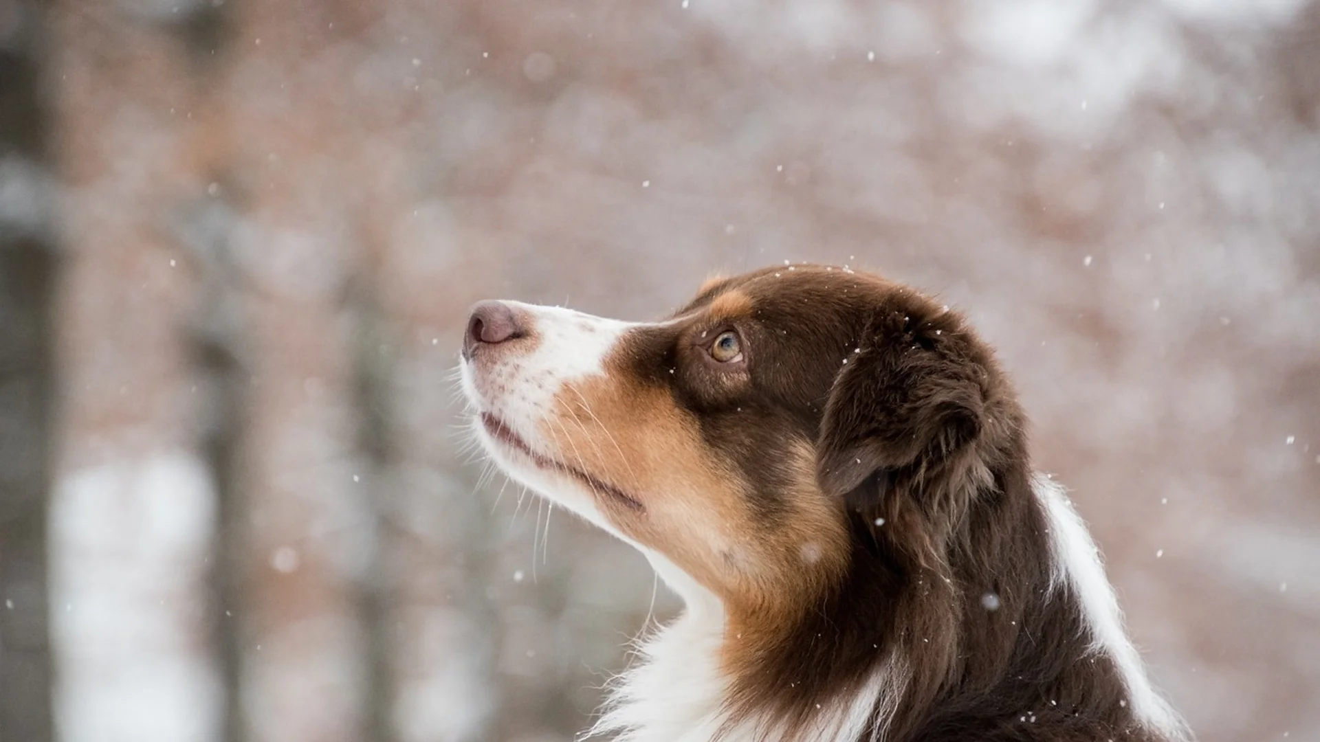 Прогноза за времето - 2 февруари 2024 г. (петък)