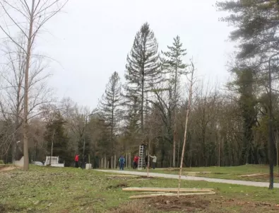 Десетки нови дървета бяха засадени в парковата и градска среда в Плевен