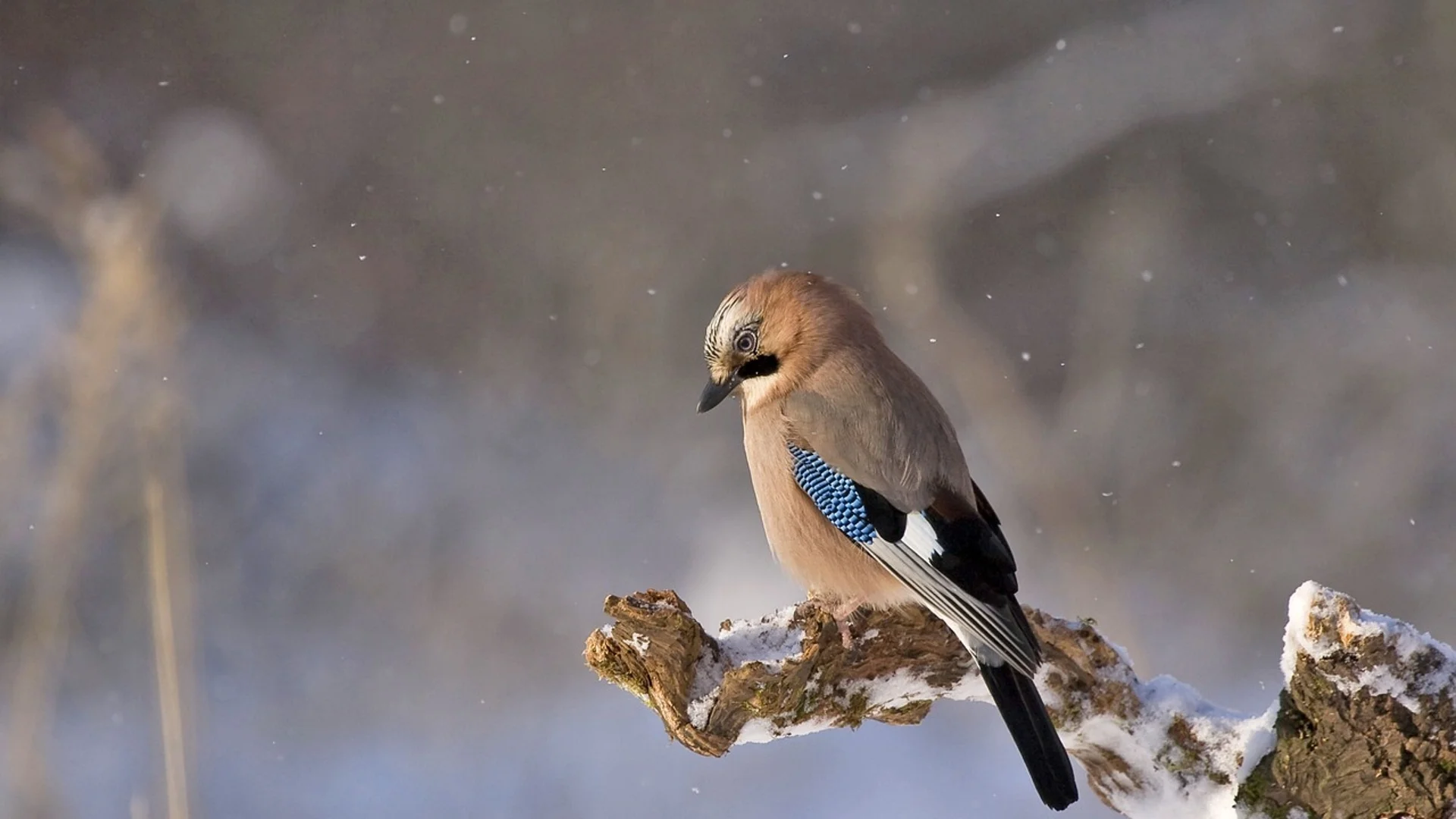 Прогноза за времето - 18 януари 2023 г. (четвъртък)