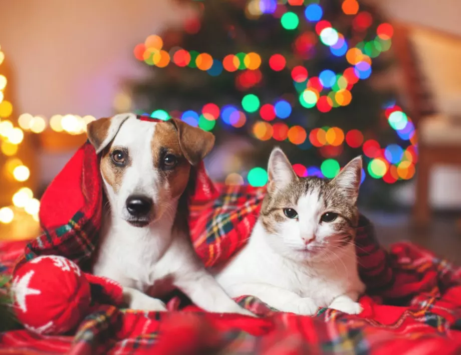 Времето утре - 24 декември 2022 г. 